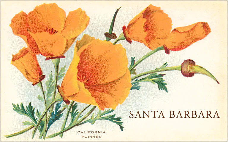 California Poppy Sticker