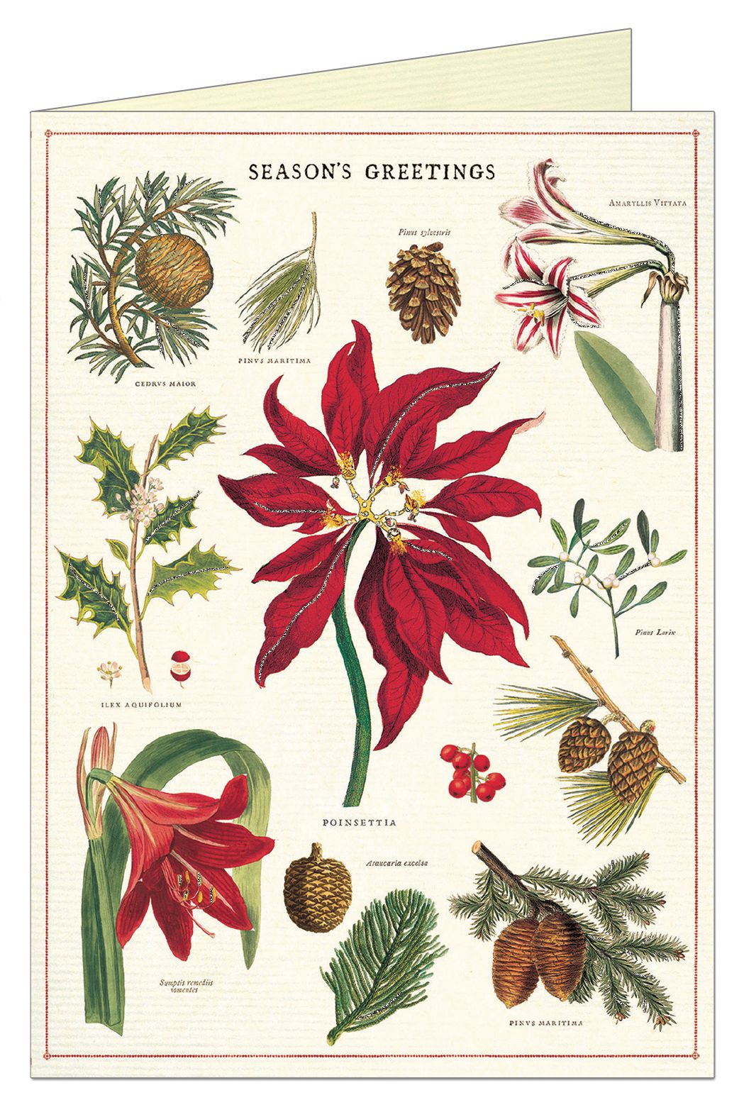 Christmas Botanica Greeting Card